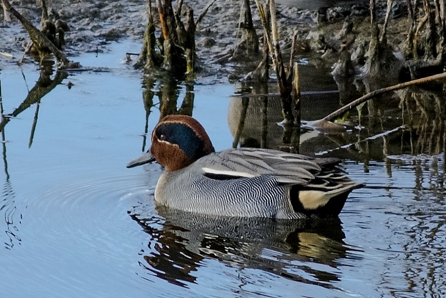 Green-winged Teal - ML83383511