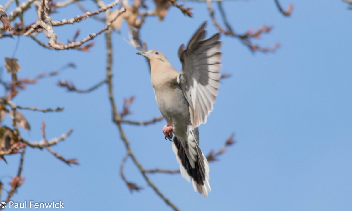White-winged Dove - Paul Fenwick