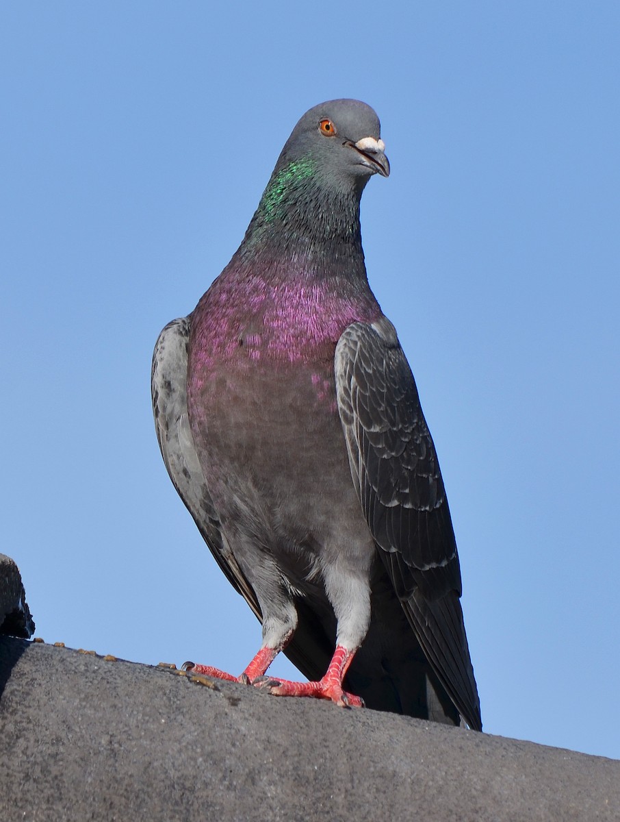 Rock Pigeon (Feral Pigeon) - ML83385551