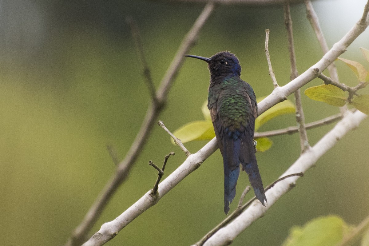 Swallow-tailed Hummingbird - ML83387441