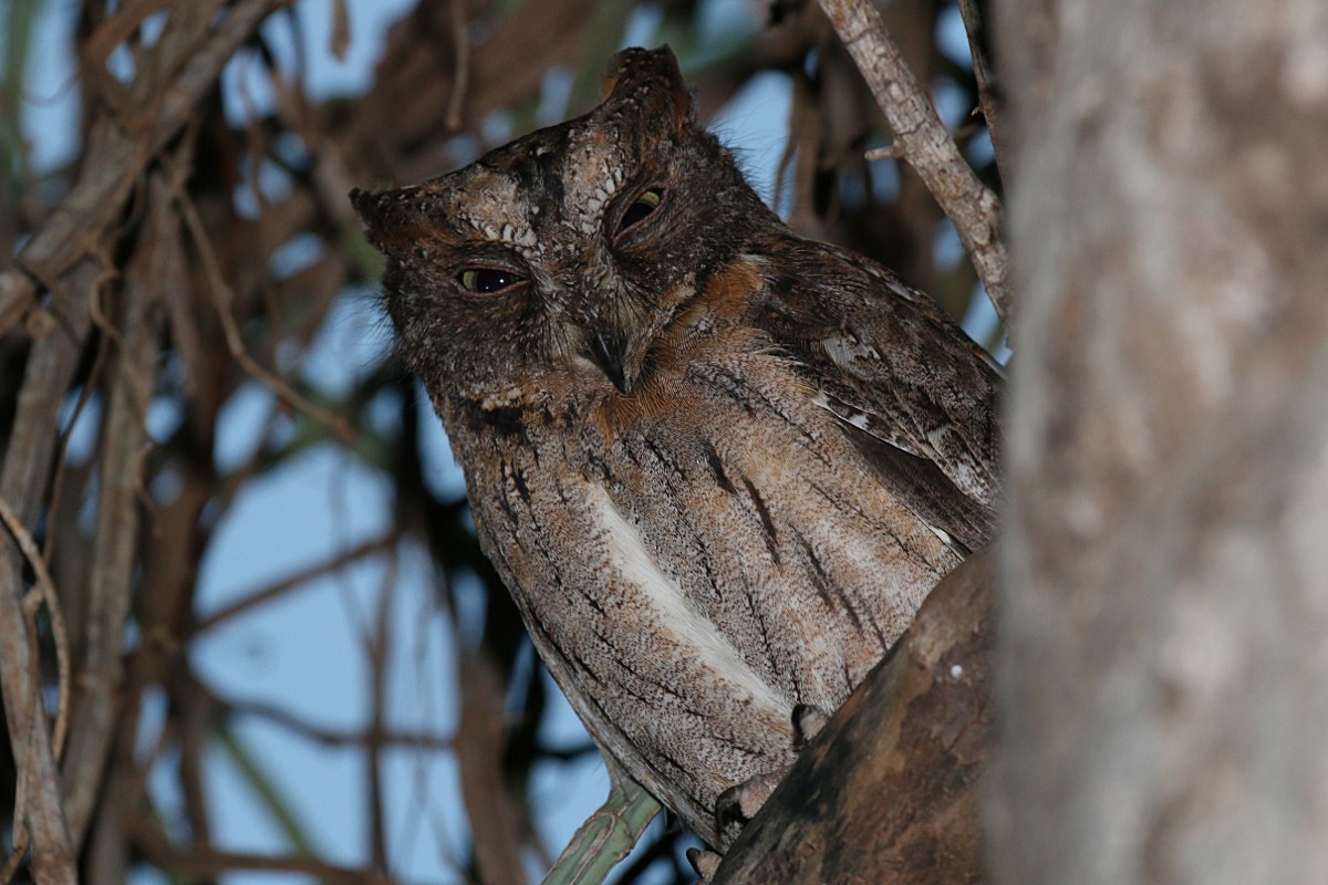 Madagascar Scops-Owl (Torotoroka) - Leith Woodall