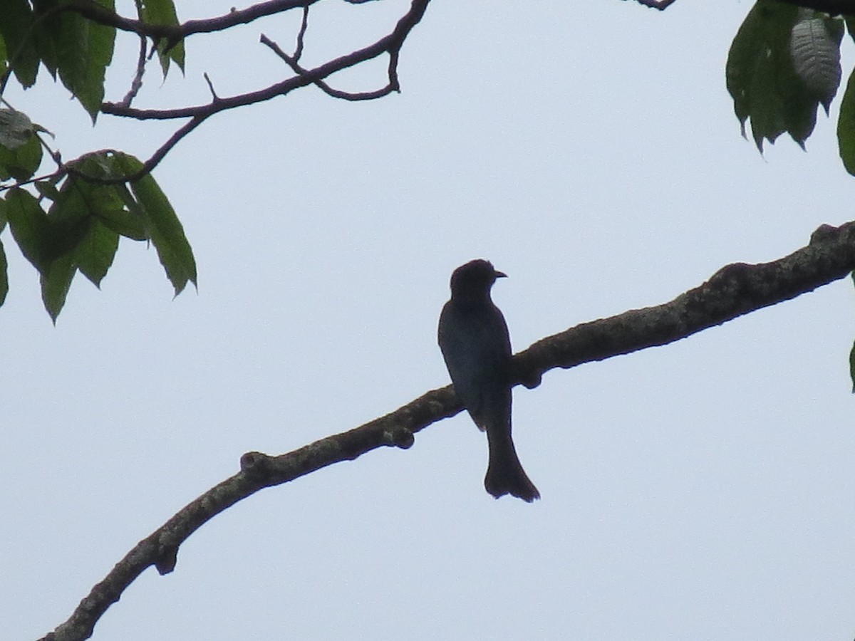 Square-tailed Drongo-Cuckoo - Jack Noordhuizen