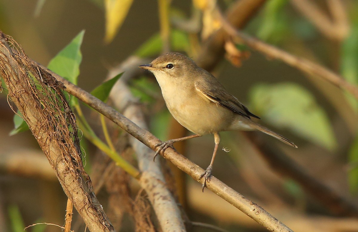 Booted Warbler - ML83396241