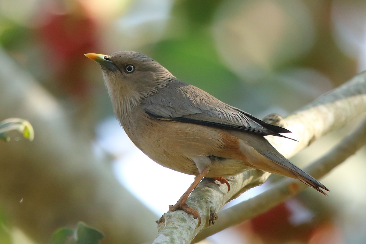 Chestnut-tailed Starling - ML83396281