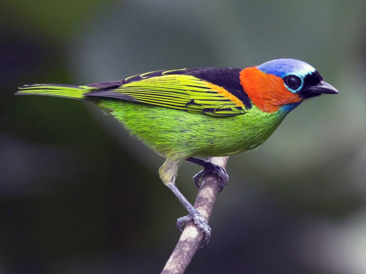 Red-necked Tanager - Marco Silva