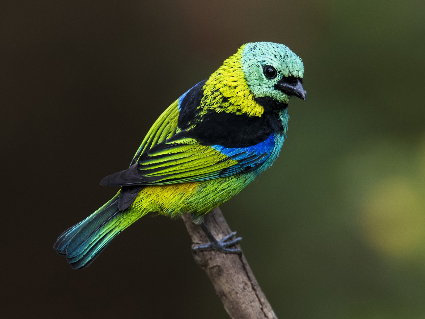 Green-headed Tanager - eBird