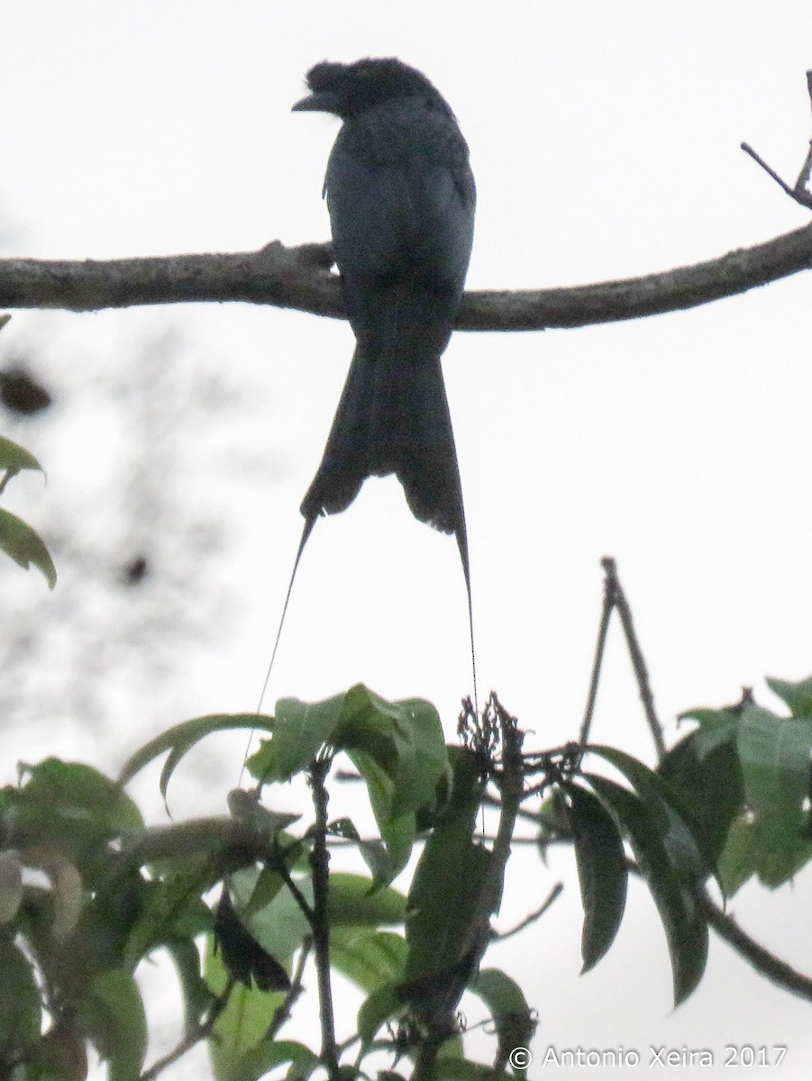 Greater Racket-tailed Drongo - ML83397861