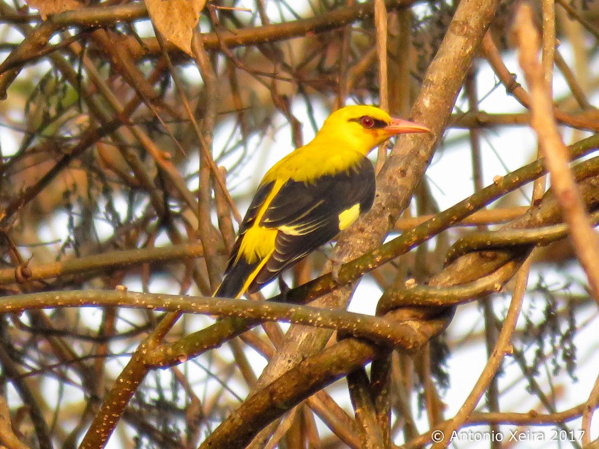 Indian Golden Oriole - ML83398441