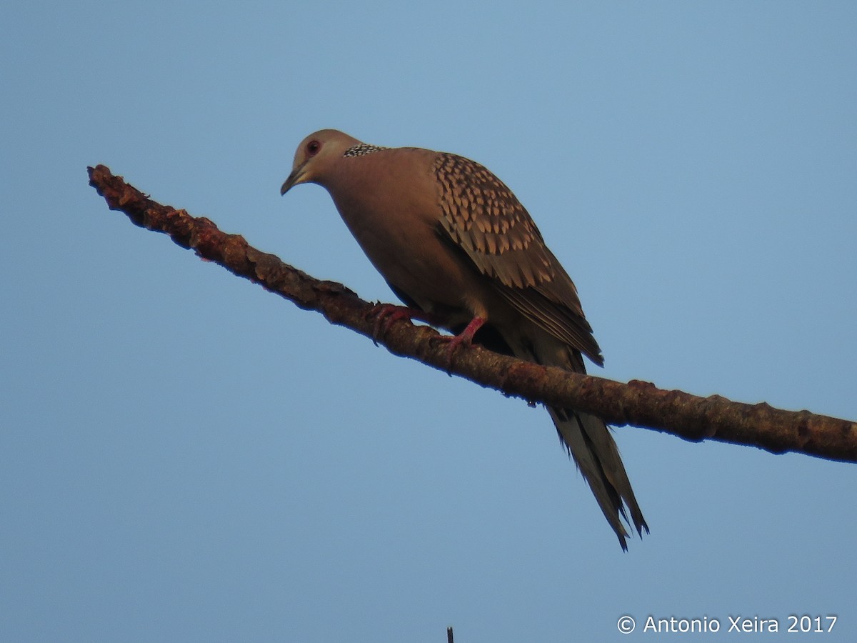 Spotted Dove - ML83398461