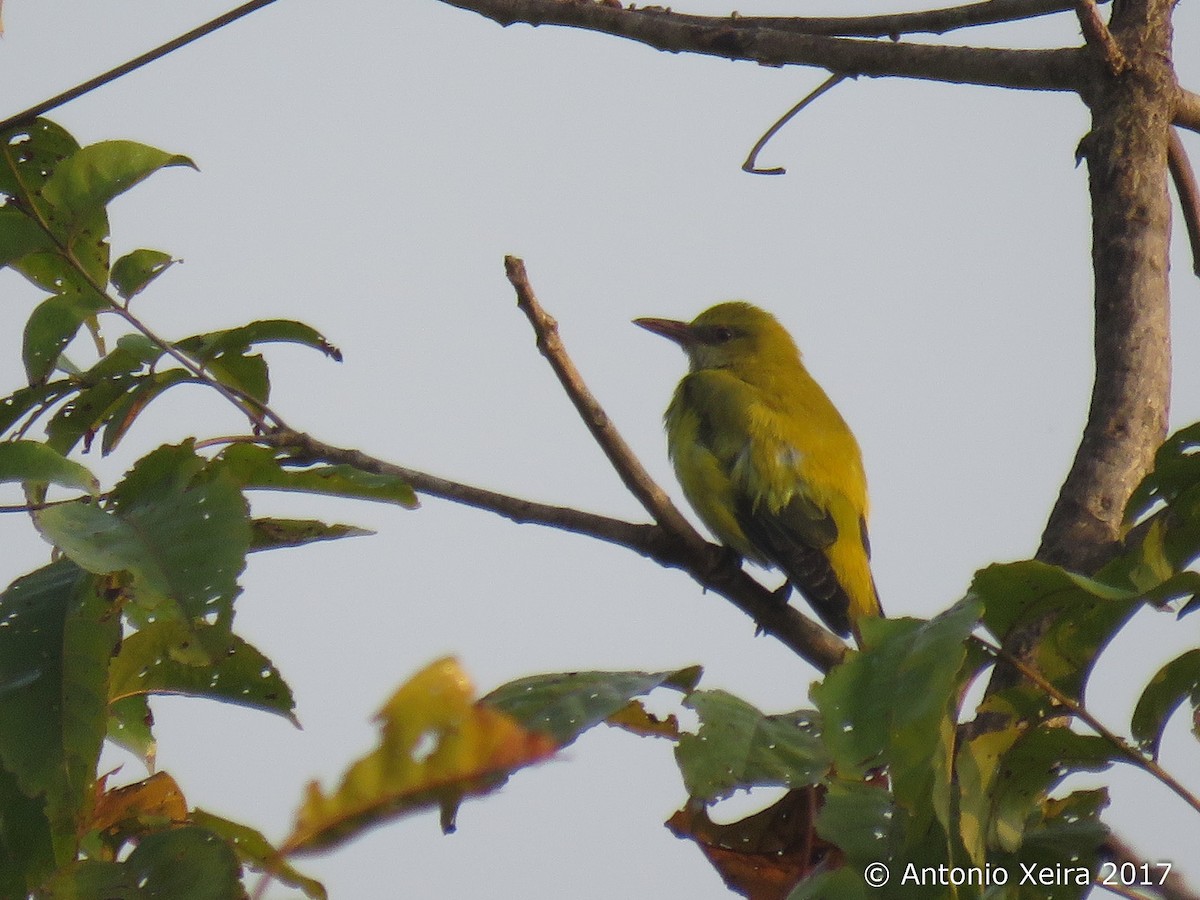 Indian Golden Oriole - ML83398601