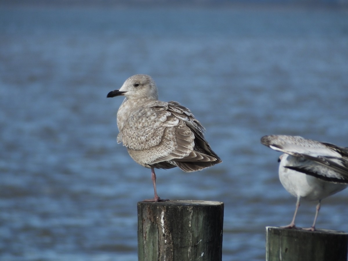Iceland Gull (Thayer's) - Candy McNamee