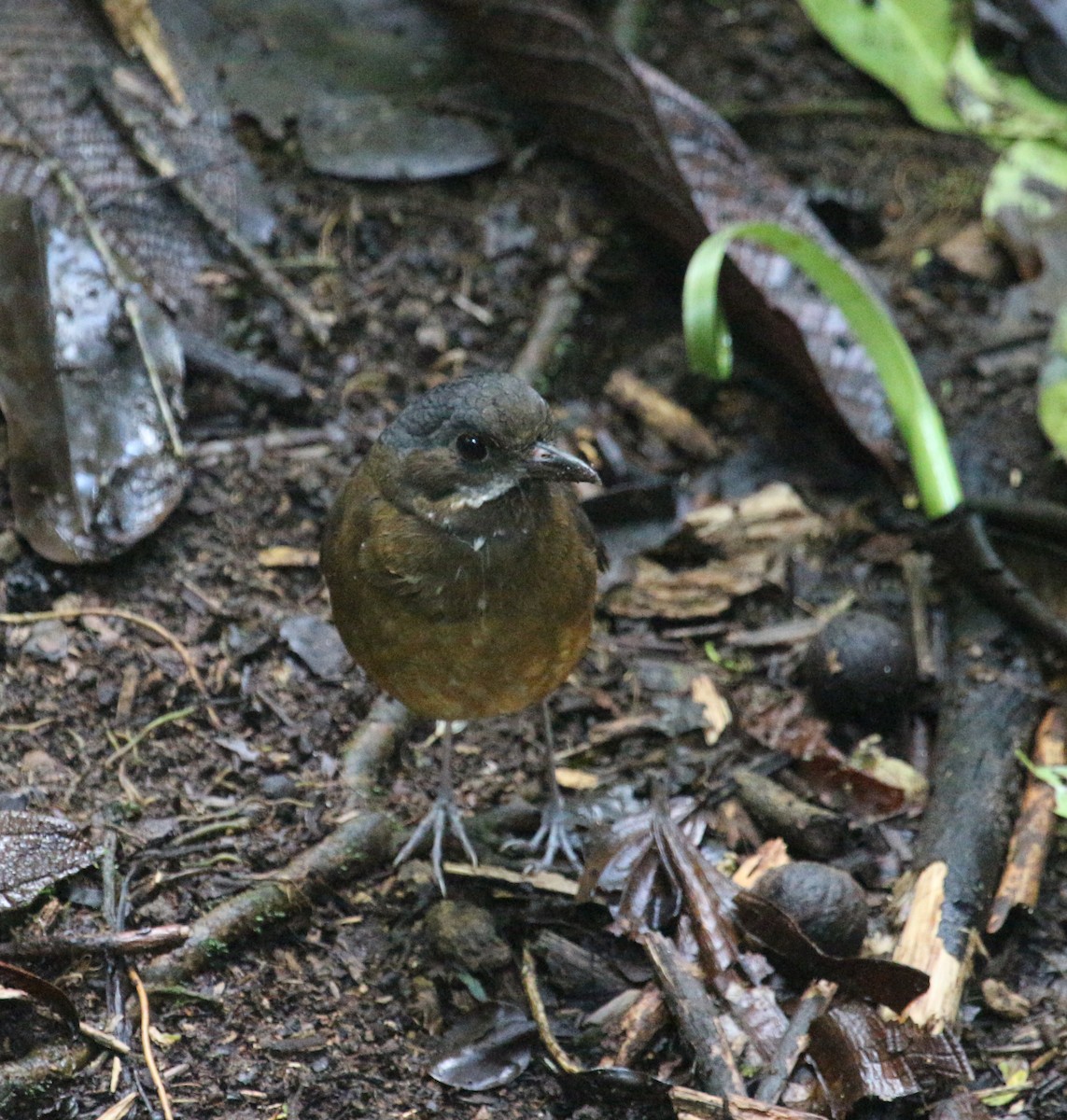 Moustached Antpitta - ML83399261