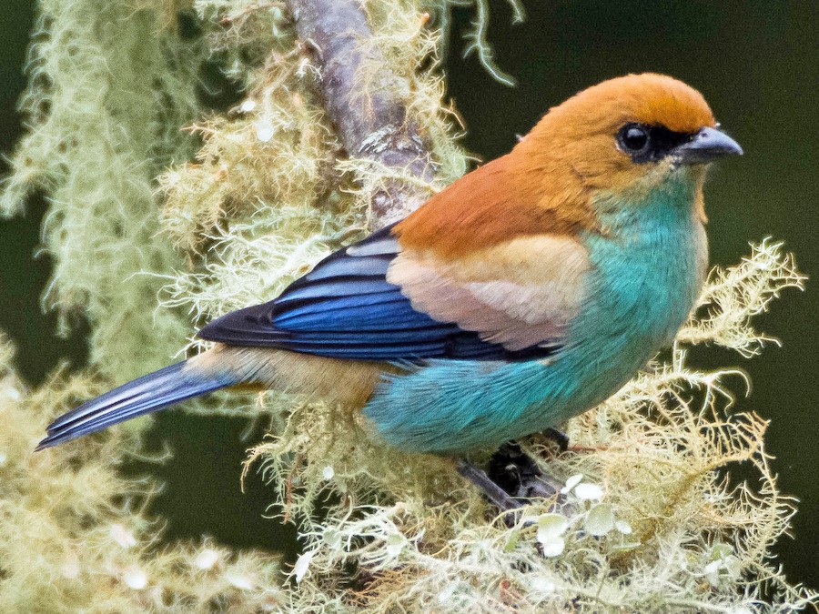 Chestnut-backed Tanager - eBird