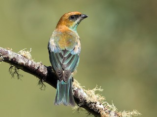 雌鳥 - Luana Bianquini - ML83401961