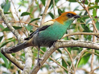 雄鳥 - Raphael Kurz -  Aves do Sul - ML83401981