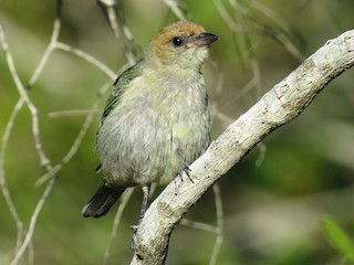 幼鳥 - Raphael Kurz -  Aves do Sul - ML83402001