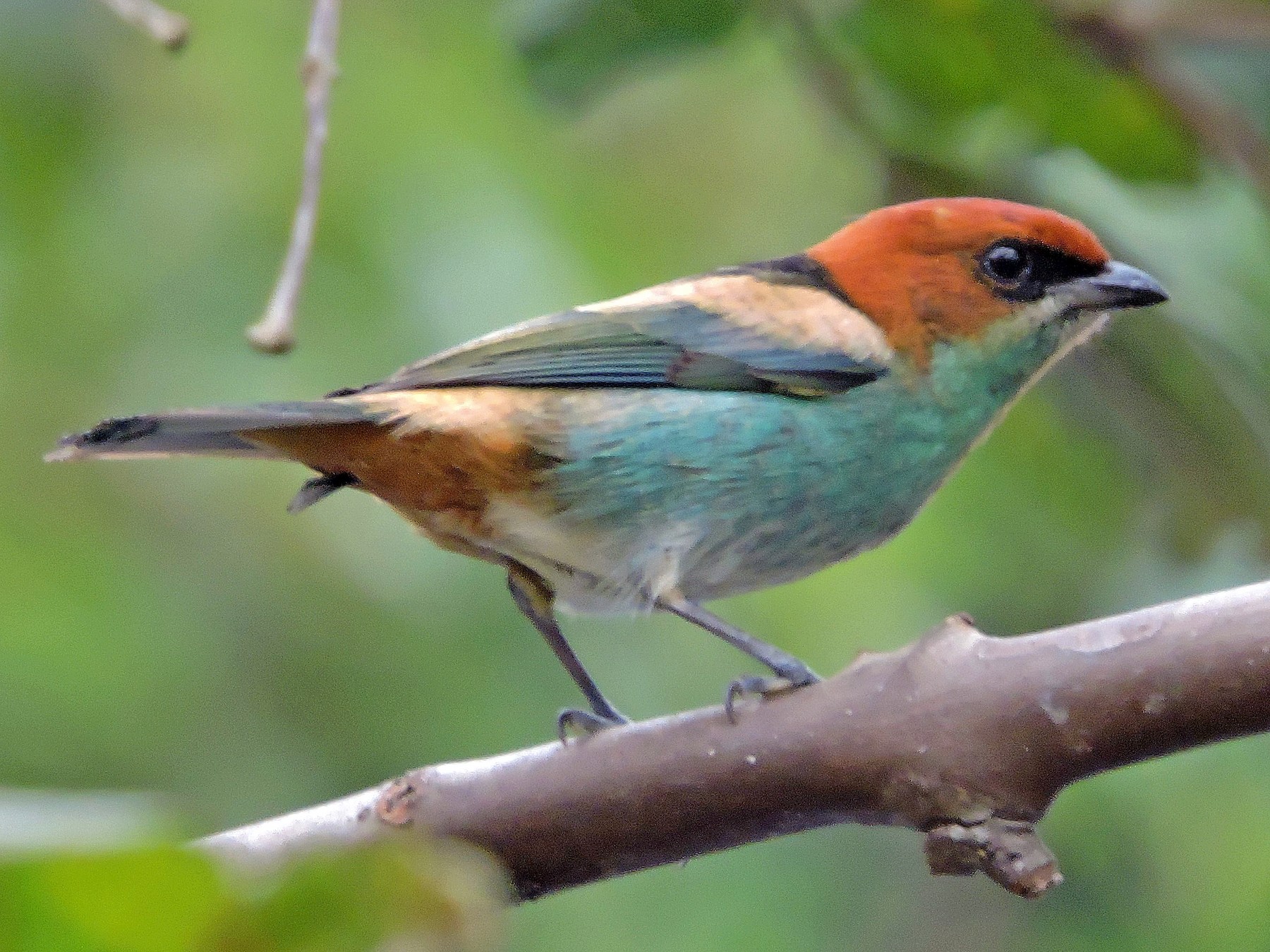 Black-backed Tanager - Fabio Barata