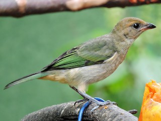 Молодая птица - Fabio Barata - ML83402281