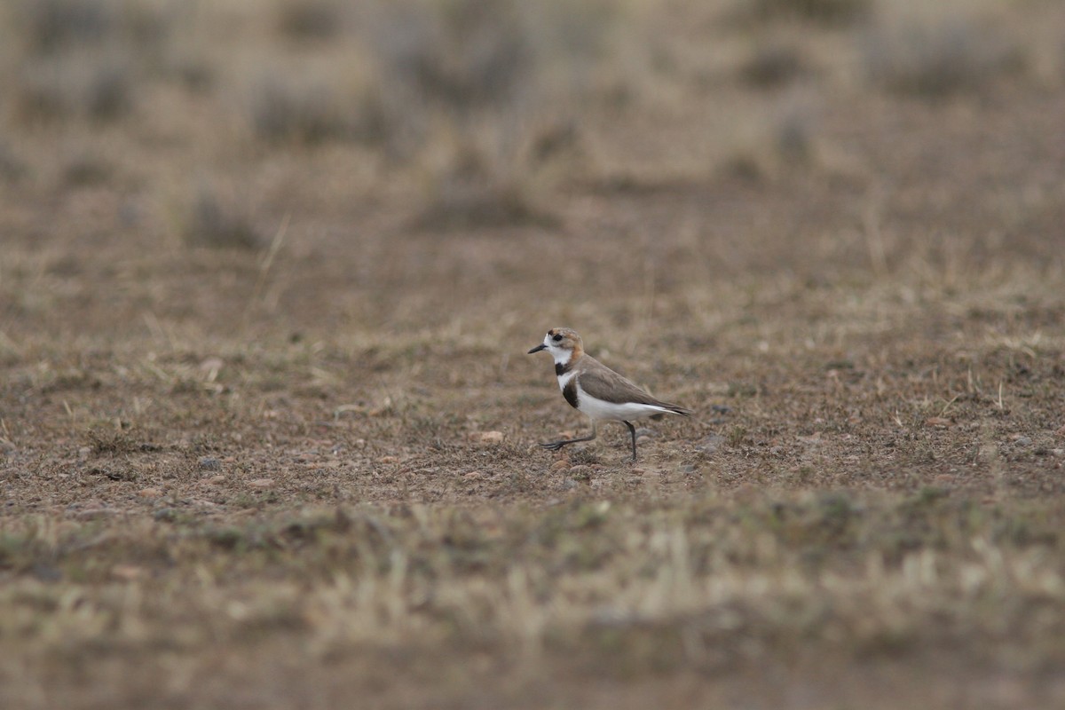Two-banded Plover - ML83404301