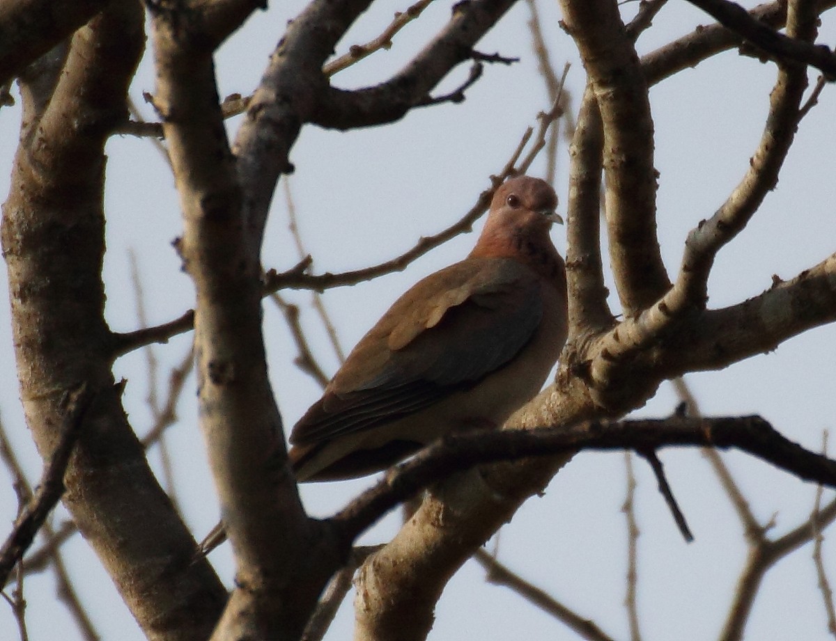 Laughing Dove - ML83404371