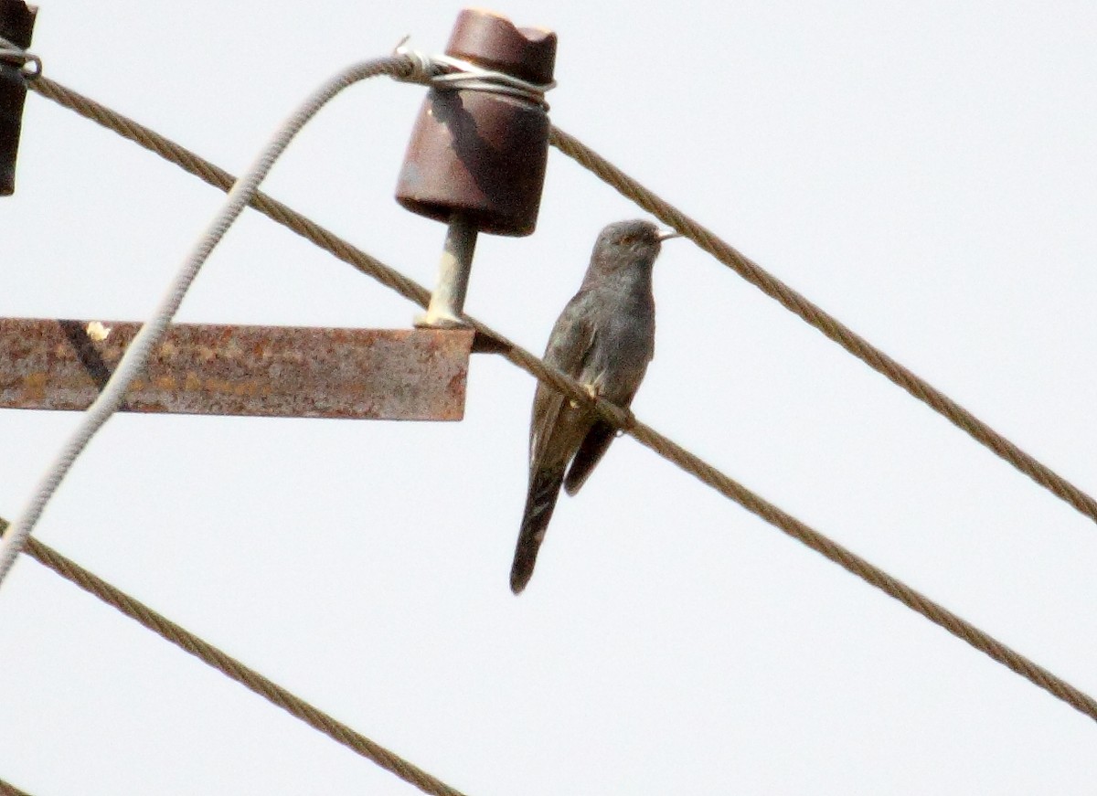 Gray-bellied Cuckoo - ML83404381