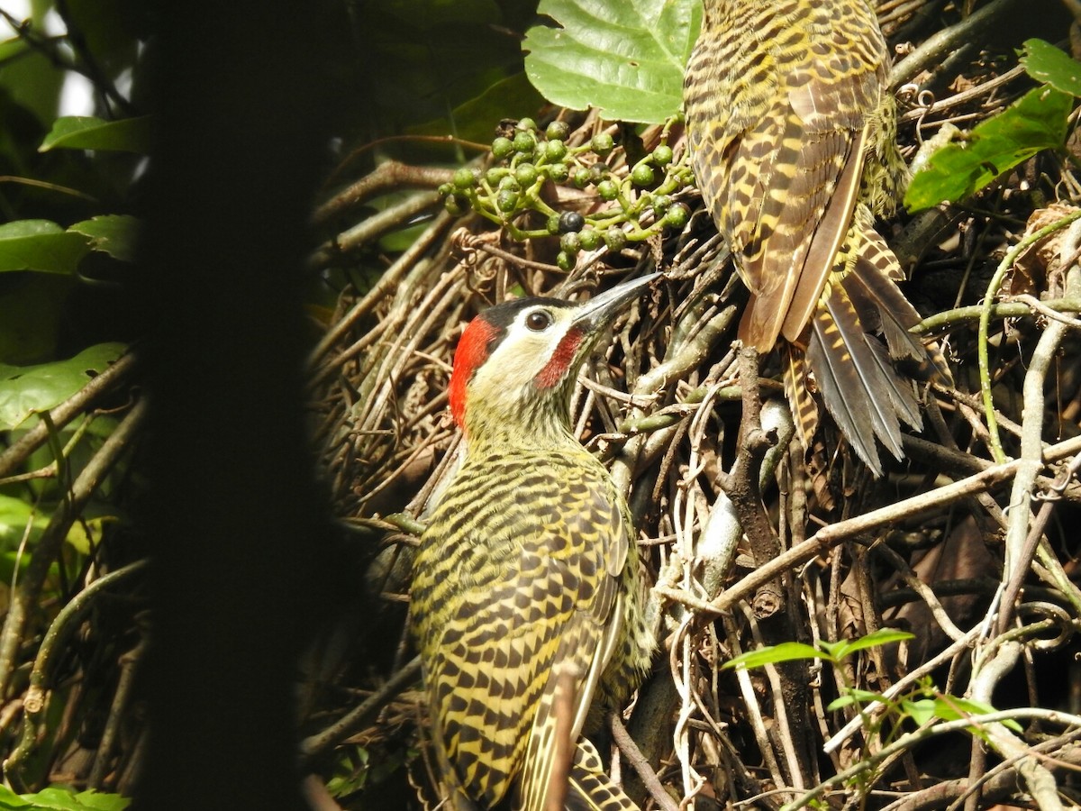 Green-barred Woodpecker - ML83407701