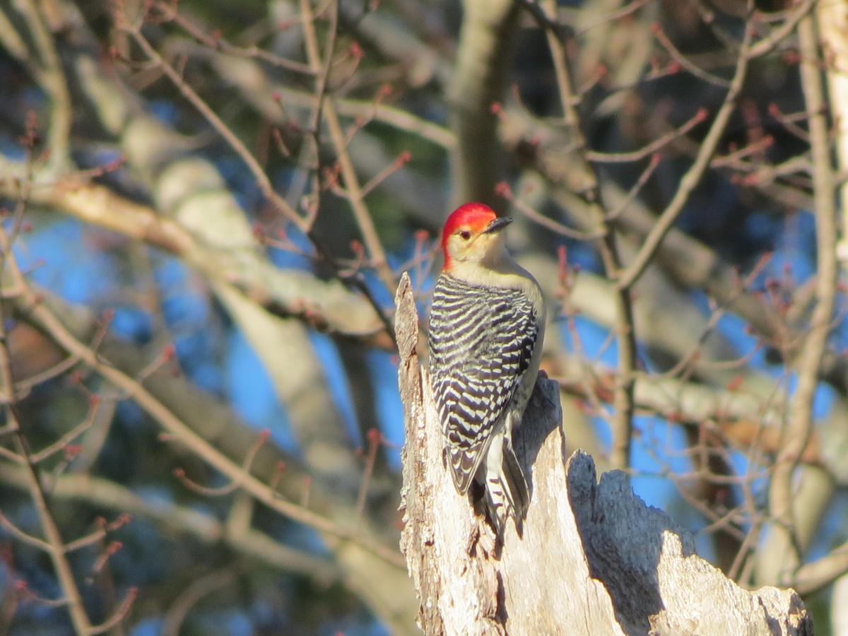 Red-bellied Woodpecker - ML83409121