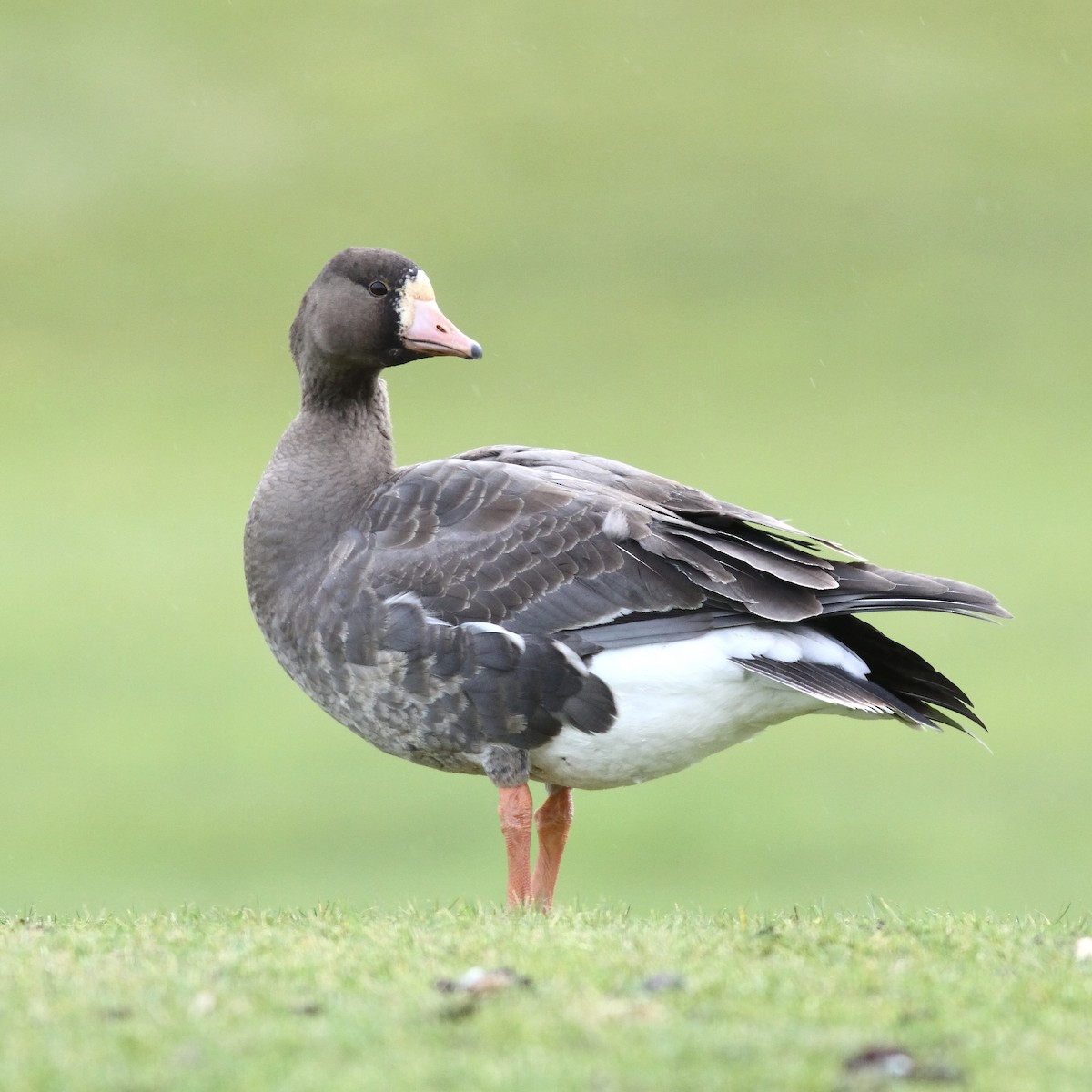 Greater White-fronted Goose - Philip Kline