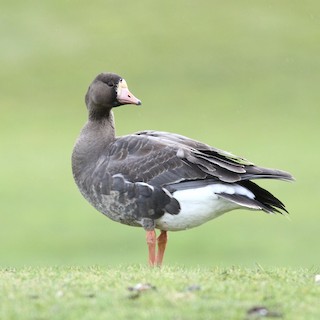 Greater White-fronted Goose, ML83417091