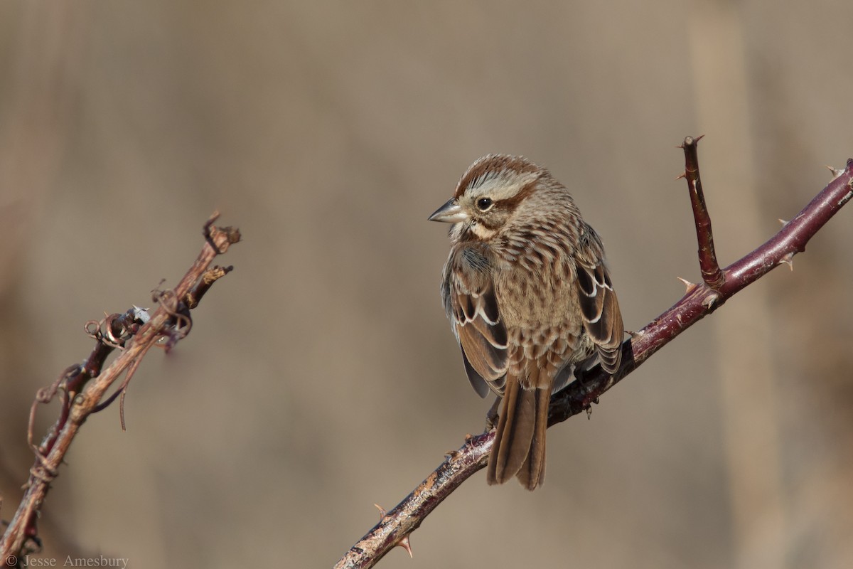 Song Sparrow - Jesse Amesbury