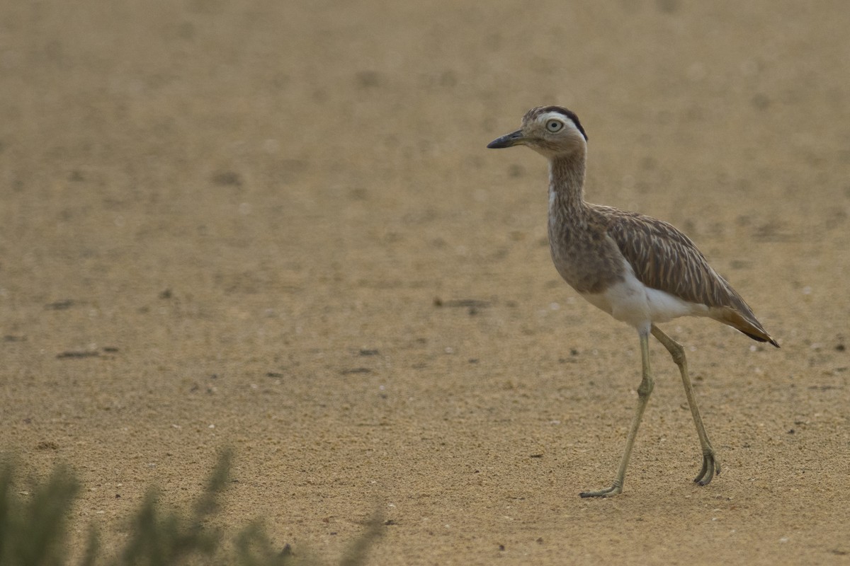Double-striped Thick-knee - ML83418981