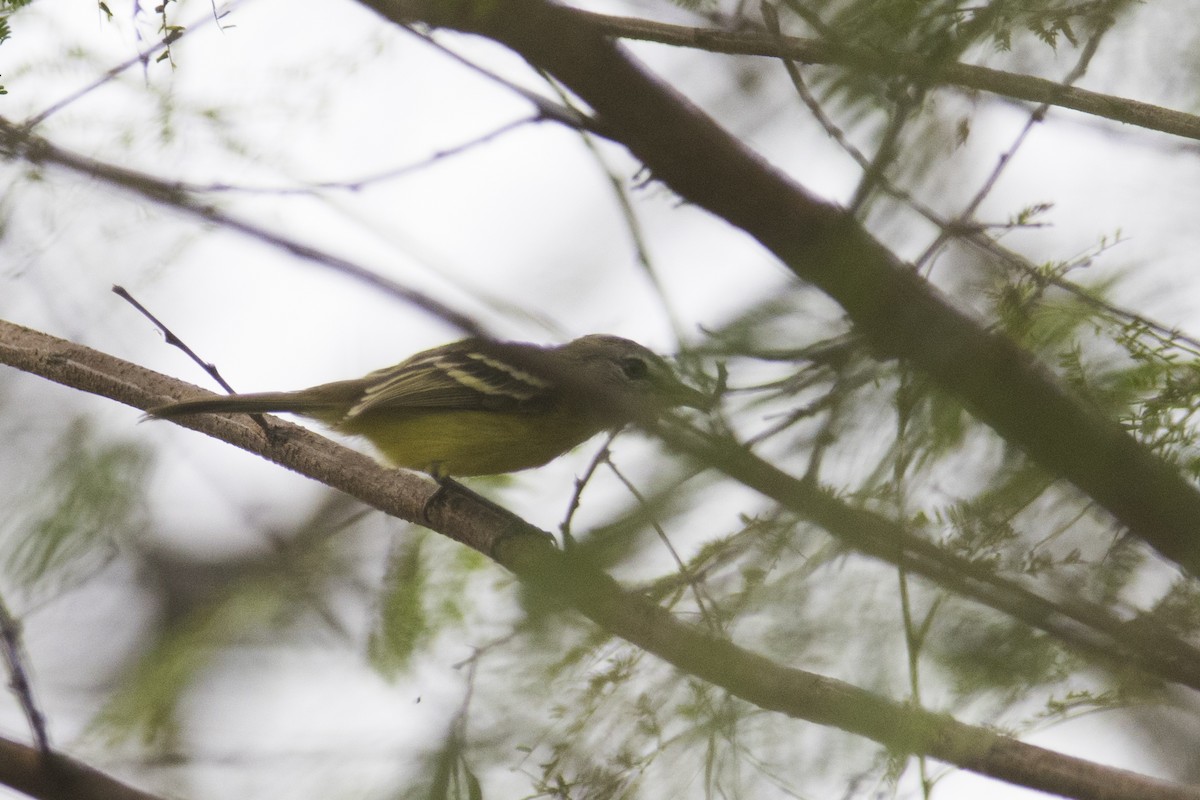 Pale-tipped Tyrannulet - ML83419321