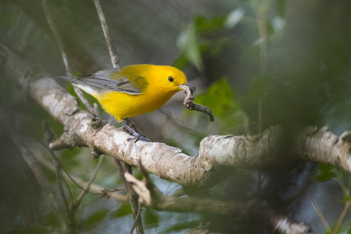 Prothonotary Warbler - ML83419431