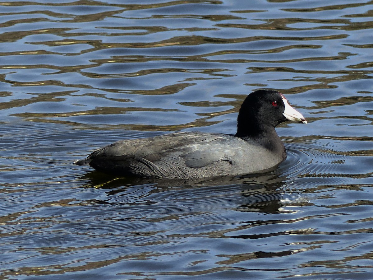 American Coot - Ron Smith