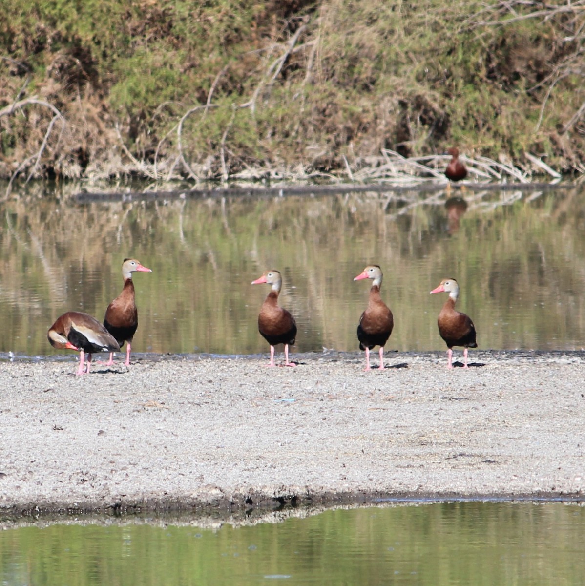 Black-bellied Whistling-Duck - Abril Santoyo