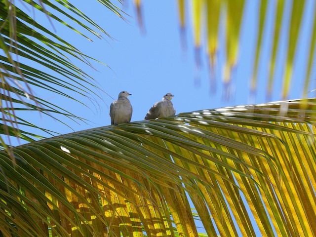 A release of birds from Guadeloupe in 1976 may be the source of Eurasian Collared-Dove populations in the Lesser Antilles. - Eurasian Collared-Dove - 