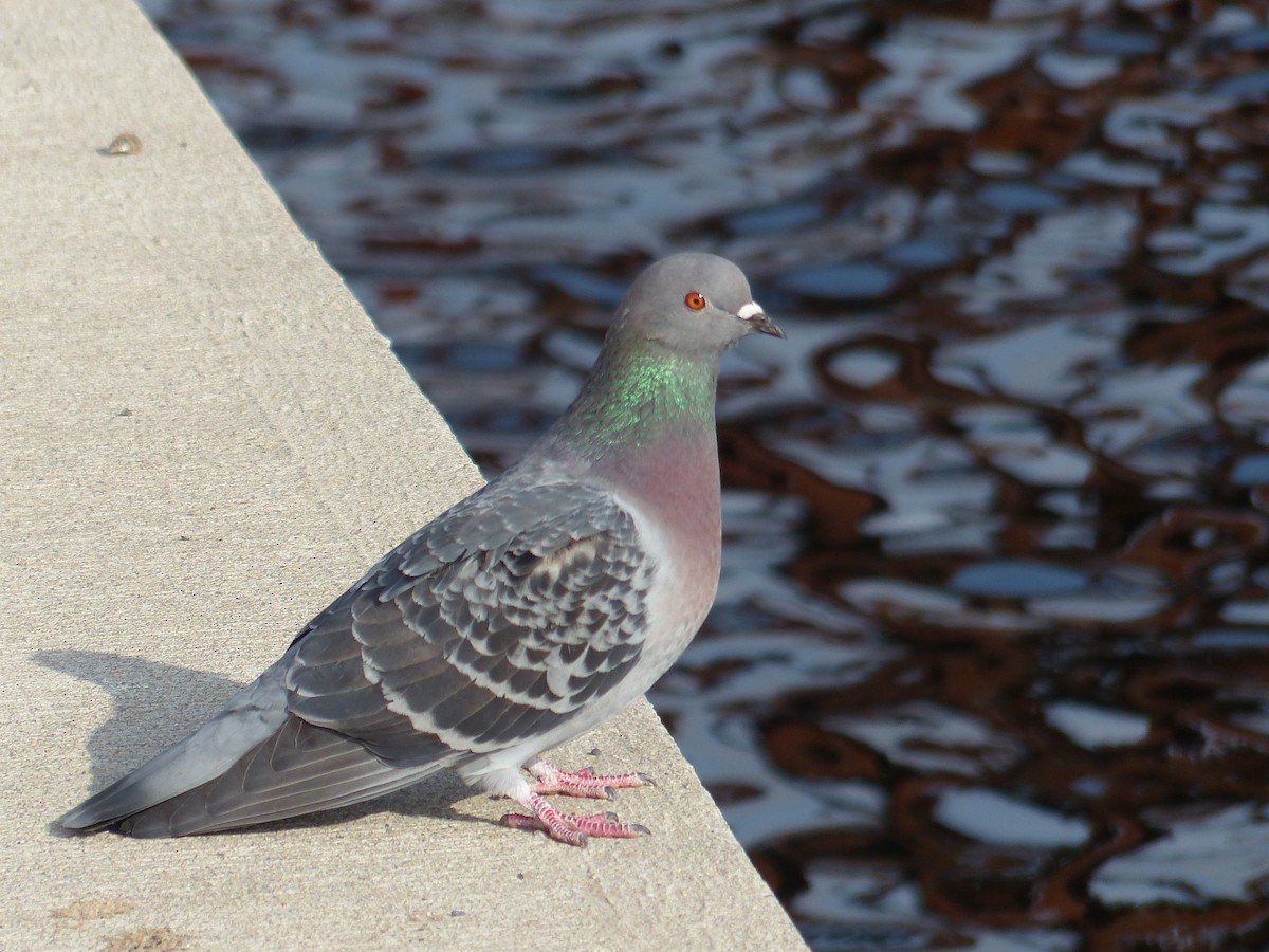 Rock Pigeon (Feral Pigeon) - Warren Dunlop