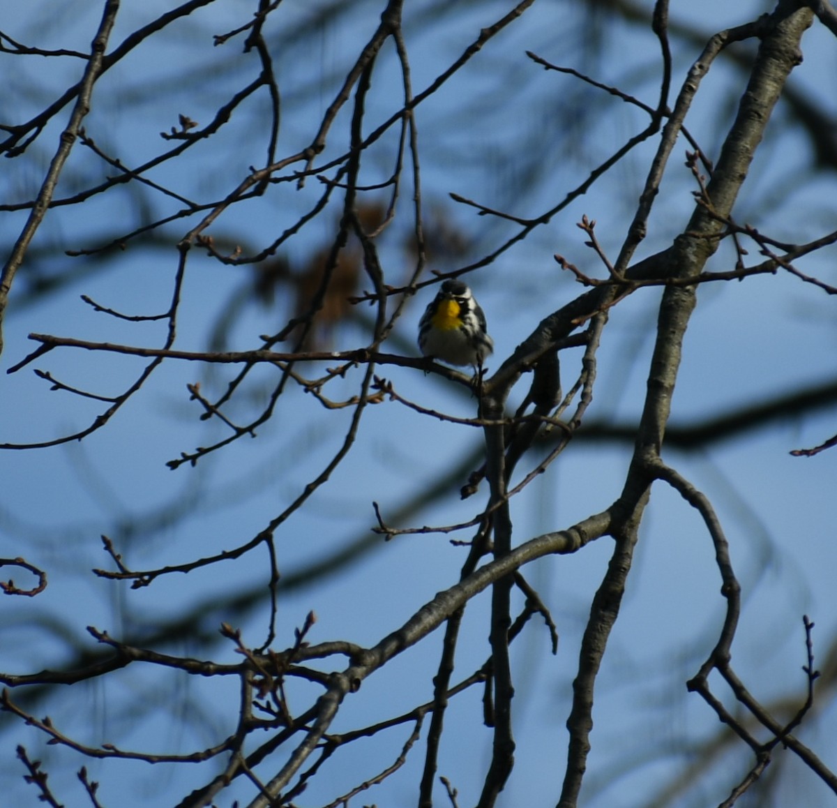 Yellow-throated Warbler - Maggee Smith