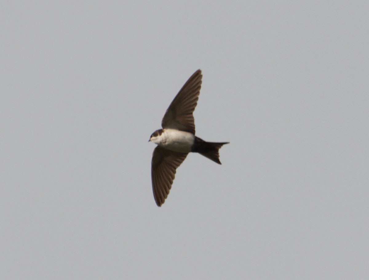 Blue-and-white Swallow - ML83428191