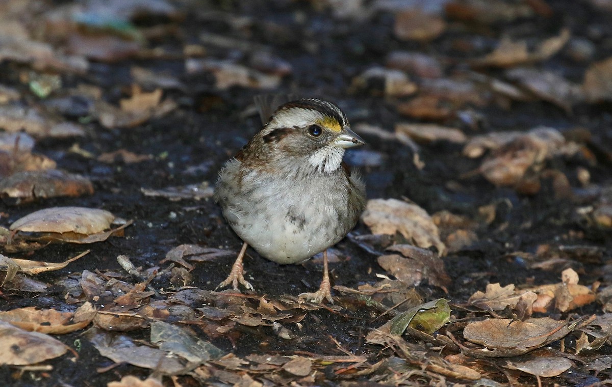 White-throated Sparrow - Roger Zachary