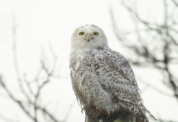 Snowy Owl - ML83429671