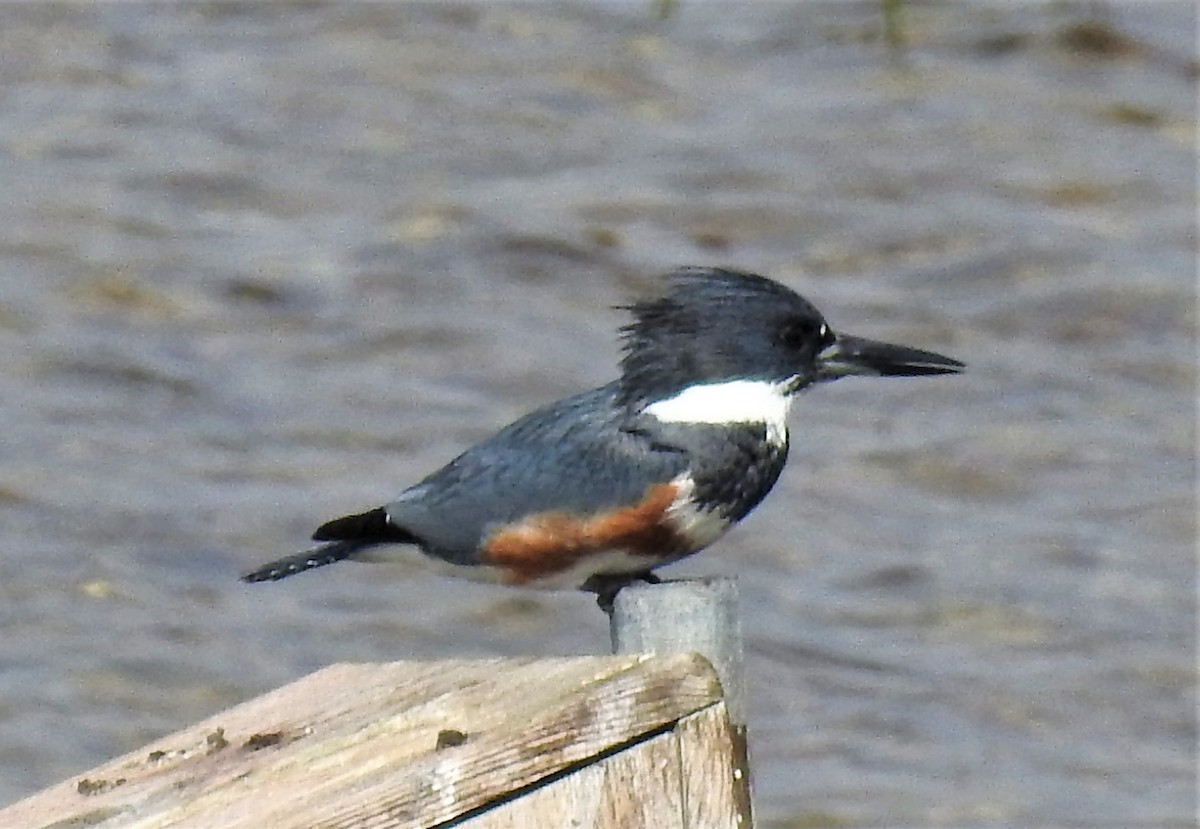 Belted Kingfisher - ML83430011