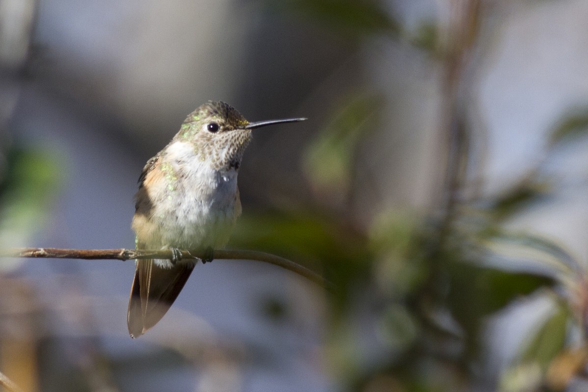 Broad-tailed Hummingbird - ML83433031
