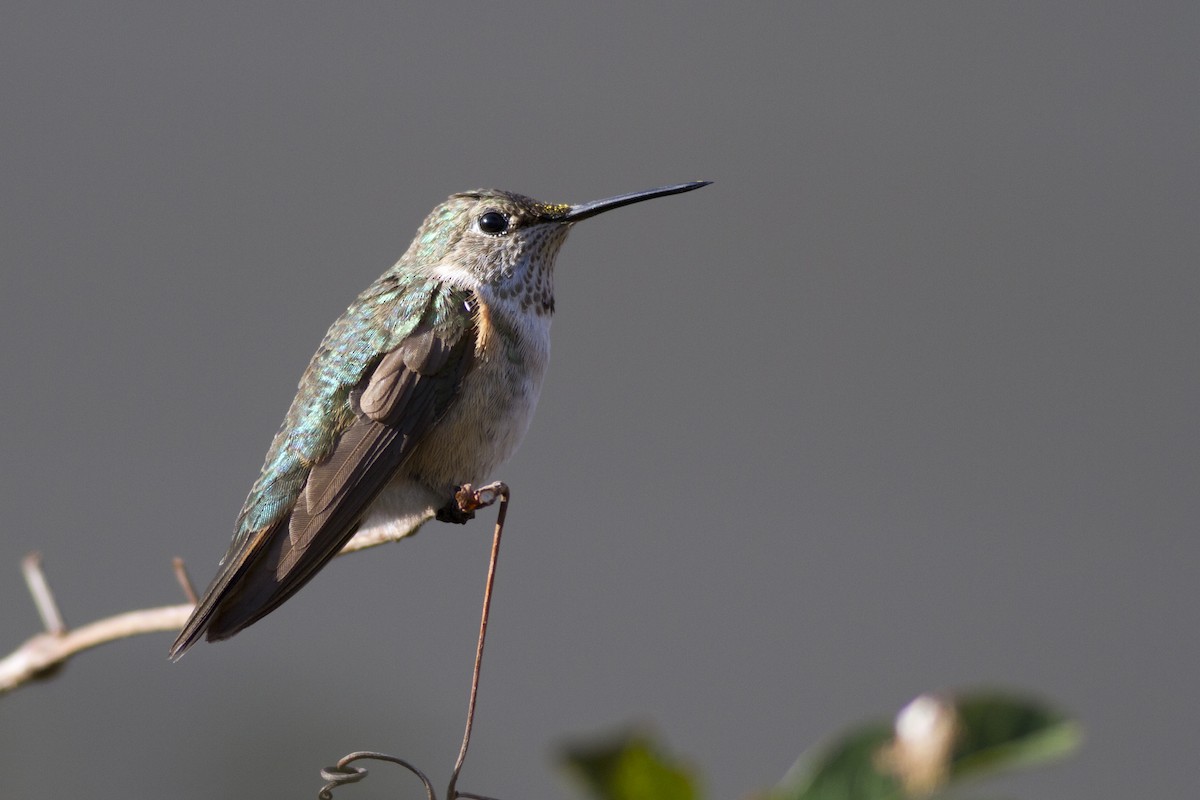 Broad-tailed Hummingbird - ML83433041