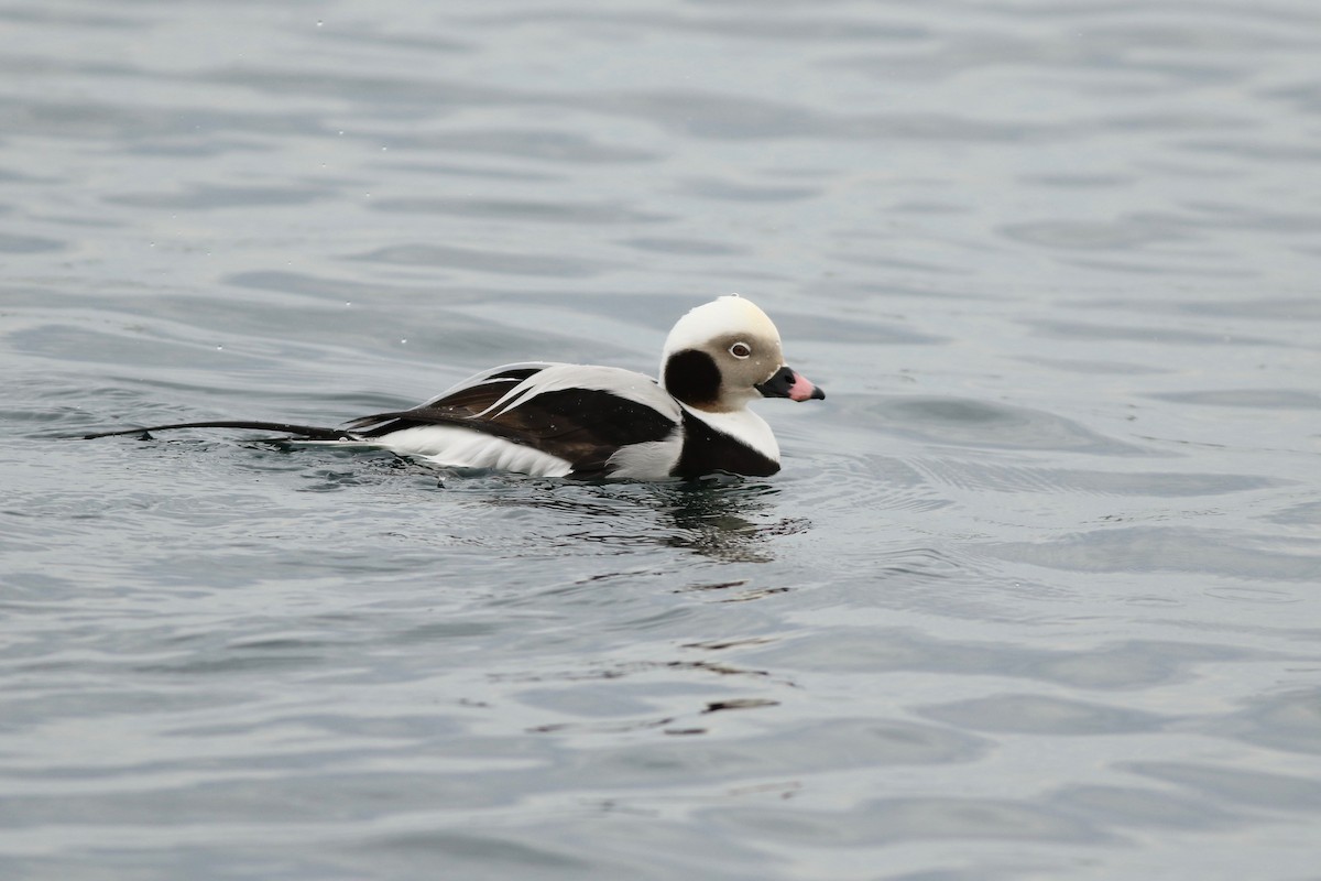 Long-tailed Duck - ML83437401
