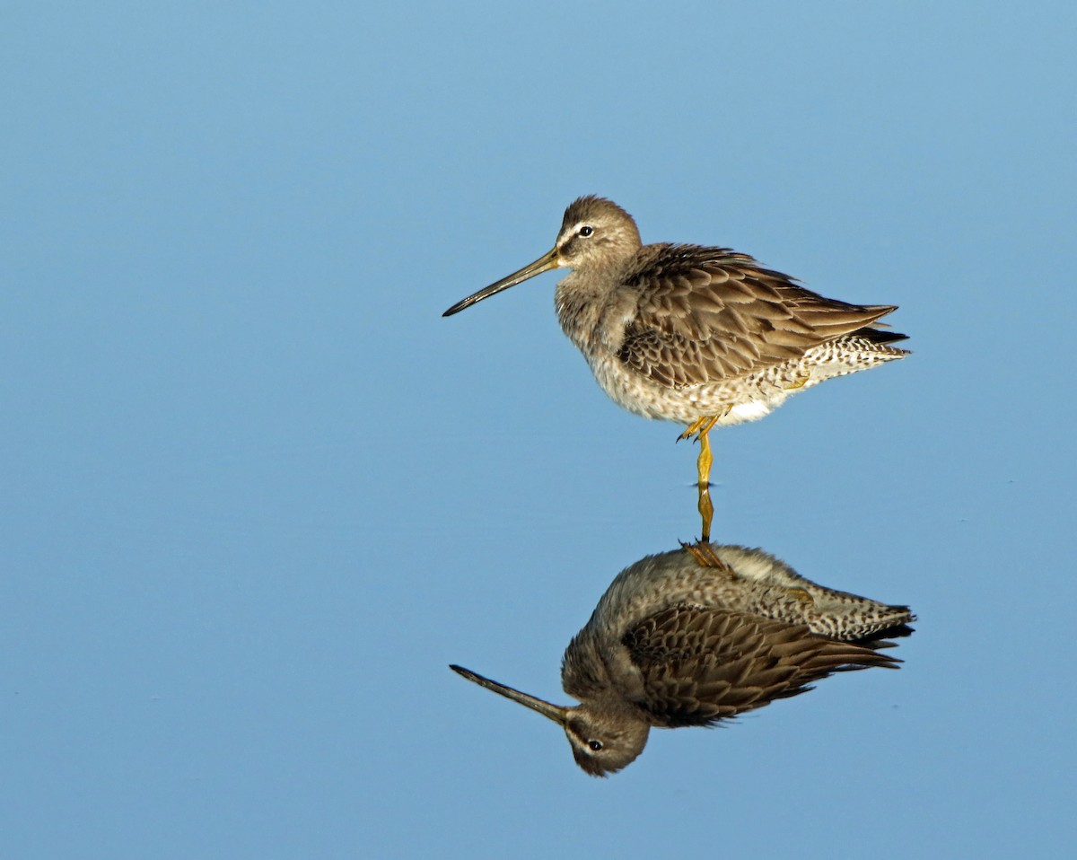 Long-billed Dowitcher - Thomas Smith