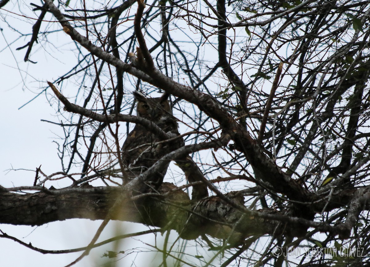 Great Horned Owl - ML83438771