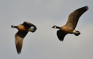 Cackling Goose (minima), ML83445721