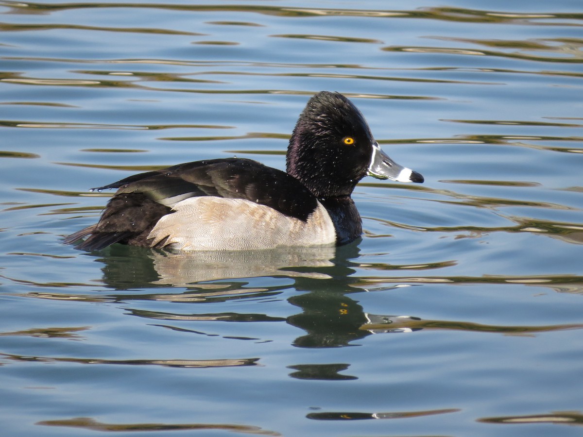 Ring-necked Duck - ML83445971