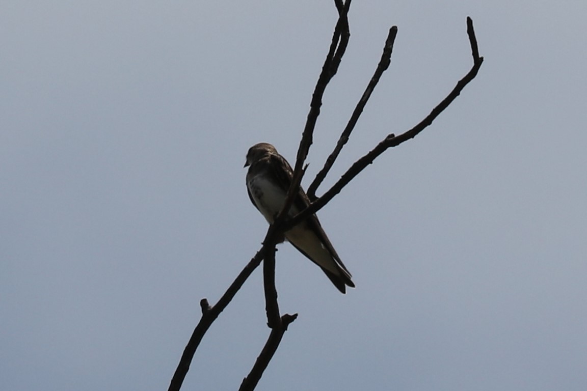 Brown-chested Martin - ML83450321